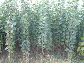 速生楊圖片,速生楊高清圖片 陜西瑞林苗木公司,中國制造網