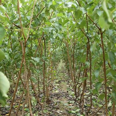 【最新杏樹價格 杏樹的價格 源昊苗木 最近杏樹價格是多少圖片】最新杏樹價格 杏樹的價格 源昊苗木 最近杏樹價格是多少圖片大全 - 邳州市源昊綠化苗木種植家庭農(nóng)場