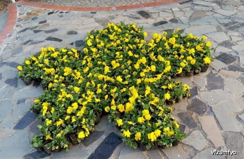 這種花卉,欣賞價值高,一株苗上開出3色花,養(yǎng)上一盆居家添點色