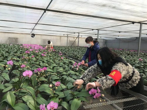 伸援手 獻愛心 西青區(qū)王蘭莊村婦聯(lián)線上助力西青夢森蘭花卉種植基地認(rèn)購公益活動