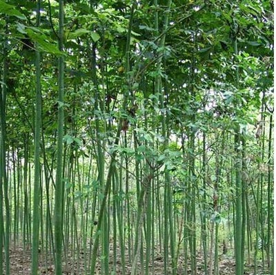 綠化苗28 -福建興輝苗木 產(chǎn)品展示(福建紅繡球、福建興輝苗木 、紅葉石蘭)-金泉網(wǎng)