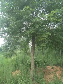 恭喜九洲園林入駐苗木通平臺 營銷要找準適合自己的方法