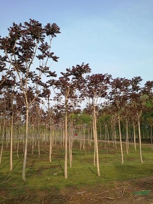 保定賀友苗木基地