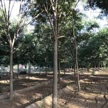 2019綠化苗木價格 報價 綠化苗木批發 第4頁 園林網