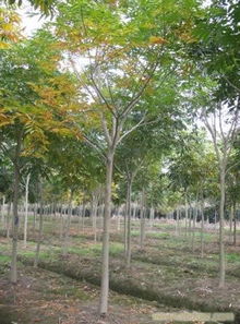 上海無患子苗木銷售 相關(guān)信息 上海苗木 上海苗木批發(fā) 上海苗木價格 上海苗木基地