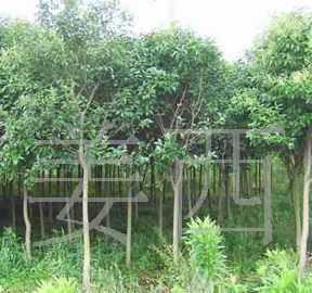 【廠家直供】綠化苗木 /喬木 /大葉女貞/3-4公分_農(nóng)副產(chǎn)品_世界工廠網(wǎng)中國產(chǎn)品信息庫