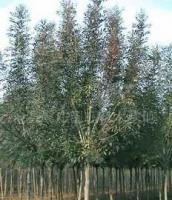 銷售綠化苗木 白蠟 樹苗[供應]_綠化苗木_世界工廠網中國產品信息庫