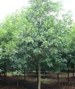 湖南苗木直生.切桿移栽杜英6.8.10.12.15_農副產品_世界工廠網中國產品信息庫