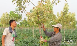 博野 苗木產業年產值超5億 帶動5萬戶村民增收致富