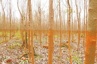 地方政府扶持行洪區種樹 泄洪后導致萬畝苗木枯死