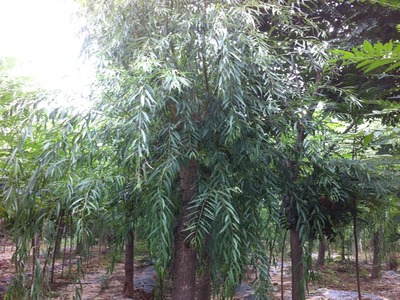 山東萬畝苗木大量出售西湖垂柳-山東萬畝苗木培育基地提供山東萬畝苗木大量出售西湖垂柳的相關(guān)介紹、產(chǎn)品、服務(wù)、圖片、價格13-14公分紅葉碧桃樹苗、5公分龍柱碧桃價格、3公分菊花碧桃小苗、8公分法桐基地、速生白蠟樹苗、山東國槐樹基地、