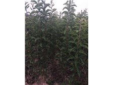 產(chǎn)品展示 深州市華仁苗木 必途推薦