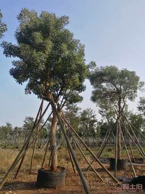 【全冠香樟袋苗供應、種植基地直銷、價格實惠】綠化苗木,價格,廠家,供應商,花木,龍海市東泗興輝園藝場 - 產品庫