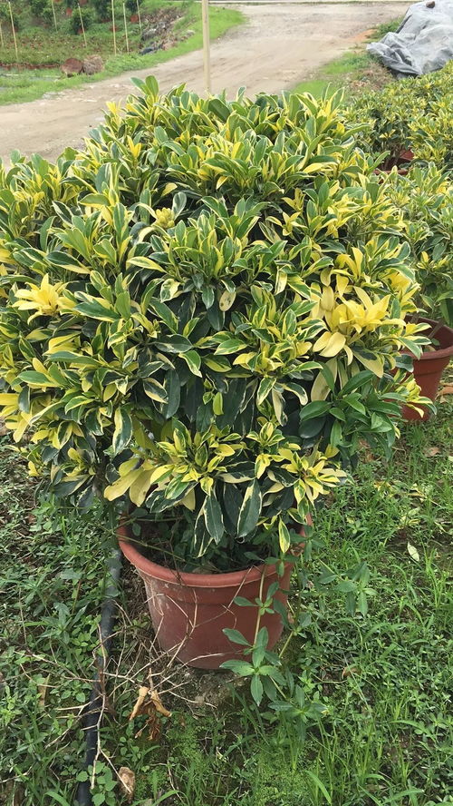 信息交流區(qū)no.12 大量苗木供應(yīng) 求購