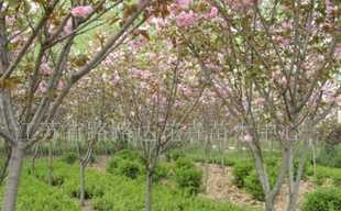 供應(yīng)櫻花、喬木灌木、紫薇、廣玉蘭 沭陽苗木_農(nóng)副產(chǎn)品_世界工廠網(wǎng)中國產(chǎn)品信息庫