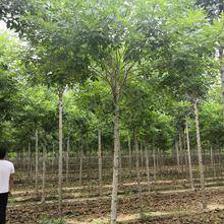 5.0厘米金葉白蠟價(jià)格_自然高350.0丨冠幅300.0公分衡水市金葉白蠟價(jià)格_故城縣霞光苗木種植專業(yè)合作社-愛(ài)淘苗