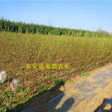 春蕾絲連衣裙價(jià)格 春蕾絲連衣裙公司 圖片 視頻