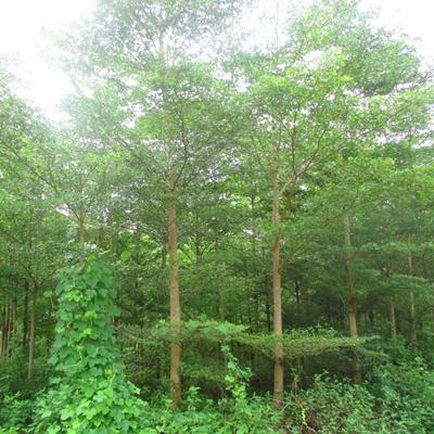 【急 急 急 8000棵步步高(發(fā)財(cái)樹(shù))風(fēng)景樹(shù)急需銷售】批發(fā),供應(yīng),價(jià)格,廠家,雙魚(yú)和玉-中國(guó)惠農(nóng)網(wǎng)