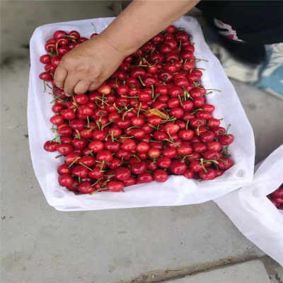 新疆烏魯木齊市 新聞 購(gòu)買(mǎi)櫻桃苗 大棚如何種植魯玉櫻桃苗