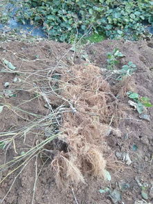 沈陽(yáng)海沃德獼猴桃樹苗官網(wǎng)網(wǎng)站