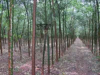 耐寒苗木、北欒、垂柳、旱柳、國(guó)槐圖片