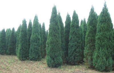 苗木分幾個(gè)等級(jí)?精品苗木的標(biāo)準(zhǔn)是什么?