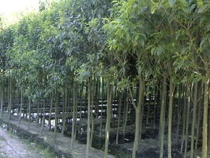 公司介紹 江蘇沭陽(yáng)縣飛翔綠化苗木園藝場(chǎng)