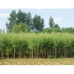 綠化苗木用途 吉林綠化苗木 君誠(chéng)花卉苗木 查看