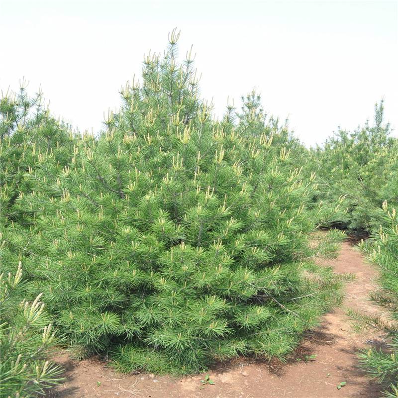 大興 國(guó)槐 龍柏 苗木價(jià)格