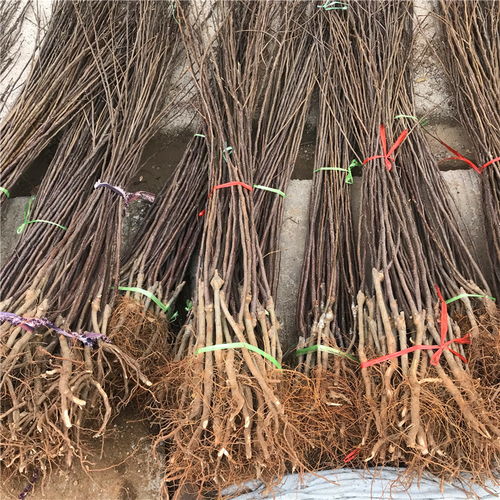 【短枝紅富士蘋果苗哪里批發、短枝紅富士蘋果苗價格】- 