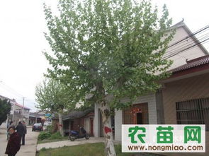 法桐價格 法桐信息 南京發桐信息指導價 法桐價格 法桐信息 南京發桐信息廠商 法桐價格 法桐信息 南京發桐信息廠商 圖 盡在農苗網 南京青蓮苗木場