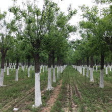 2020綠化苗木價(jià)格 報(bào)價(jià) 綠化苗木批發(fā) 第6頁 園林網(wǎng)