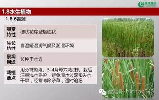 綠城集團(tuán)園林軟景苗木圖譜 全套