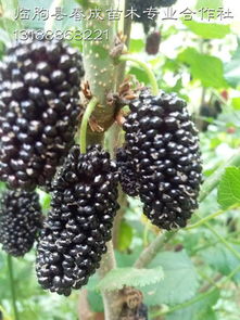 湖北果桑苗品種供應(yīng)齊全 果桑種植技術(shù)包教廠家,湖北果桑苗品種供應(yīng)齊全 果桑種植技術(shù)包教廠家生產(chǎn)廠家,湖北果桑苗品種供應(yīng)齊全 果桑種植技術(shù)包教廠家價(jià)格