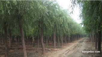 專業(yè).可靠.真實(shí).信賴.奧森苗圃引領(lǐng)苗木風(fēng)向