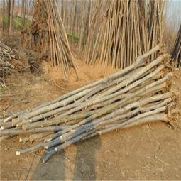 運城2公分毛白楊 雄性毛白楊多少錢 歡迎您 產品新聞 冠縣鑫磊苗木