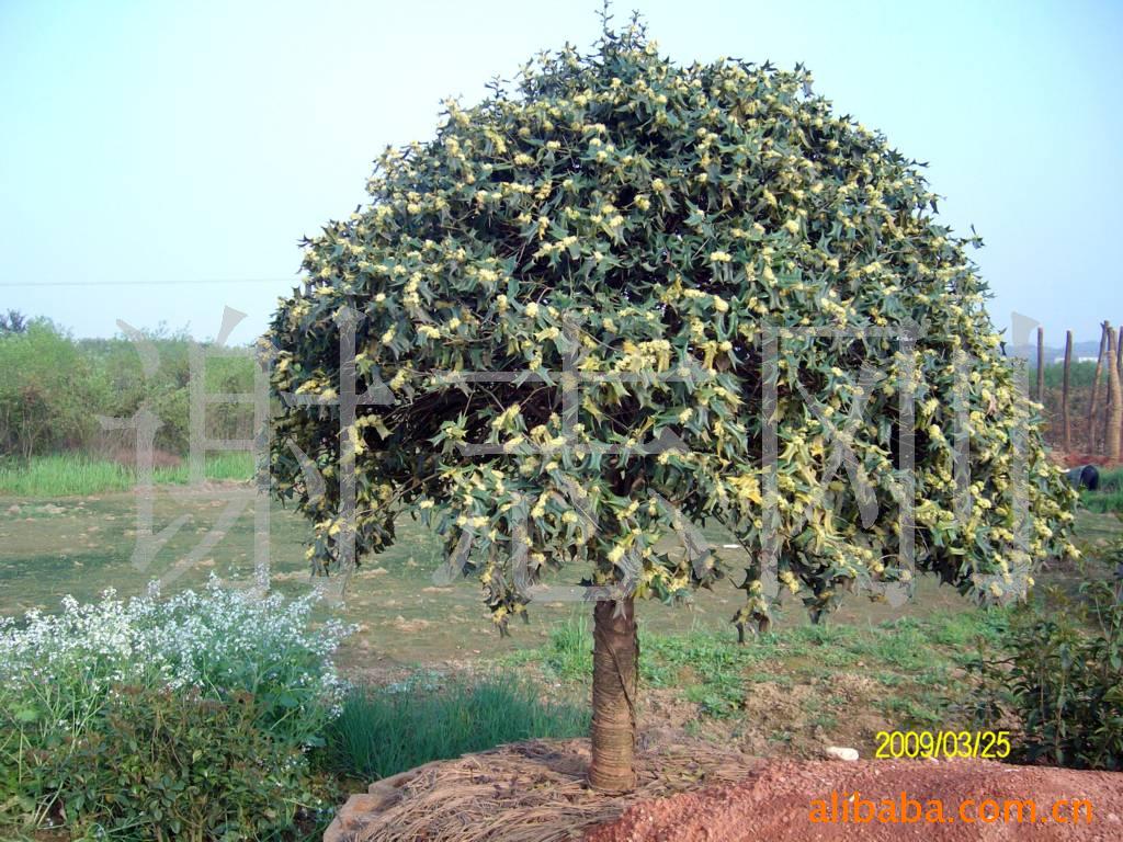 【綠化設計圖中的喬木與灌木之分】價格、產品供應,綠化設計圖中的喬木與灌木之分廠家批發-1024商務網