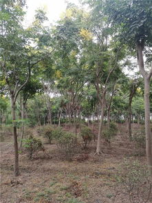 驚爆 上海50畝苗圃征遷 苗木低價處理