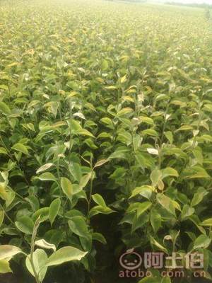 占地棗樹市場解析：2018年價格、產地與供應商概覽