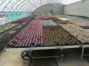安平縣漢明育苗設備廠 專業助力林業種植，高效育苗設備引領行業