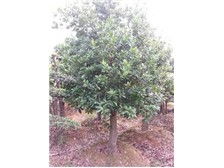 長沙市雨花區瑞達綠化苗木場花卉種植產品展示