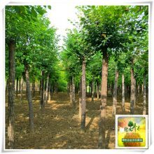 圓冠榆樹苗 博野縣金澤苗圃場的主打產品與產地介紹