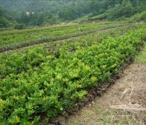 芳青花卉苗木 路口綠化優選，打造綠色生態新篇章