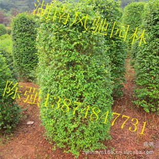 湖南風馳園林 精品小葉雨針柱形樹，綠化苗木的專業供應商