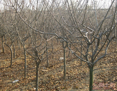 泰安青聯(lián)苗木 專(zhuān)業(yè)供應(yīng)優(yōu)質(zhì)垂絲海棠，打造高性?xún)r(jià)比綠化方案