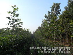 惠民縣皂戶(hù)李鎮(zhèn)藍(lán)天景觀(guān)苗木銷(xiāo)售基地 綠化苗木產(chǎn)品與花卉種植指南