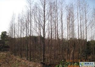 合肥優(yōu)質(zhì)水杉苗木供應(yīng)，綠化工程優(yōu)選，規(guī)格齊全直達(dá)世界工廠(chǎng)網(wǎng)