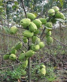 河?xùn)|區(qū)天繪苗木花卉繁育場(chǎng) 專(zhuān)業(yè)供應(yīng)精品盆景與優(yōu)質(zhì)果樹(shù)種苗